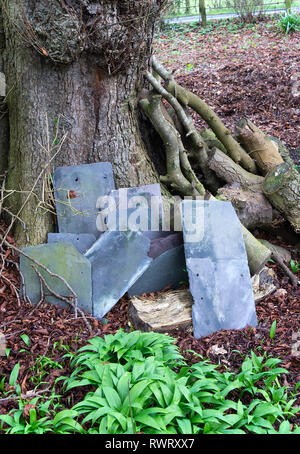 Alte Dacheindeckung Schiefer lehnte sich gegen einen Baumstamm in einem Garten in der Nähe Carnforth Lancashire England Vereinigtes Königreich Großbritannien Stockfoto