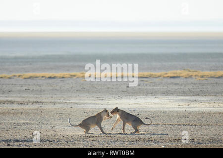 Zwei Löwen spielen in der rauen Morgenlicht an einem Wasserloch im Etosha National Park, Namibia. Stockfoto
