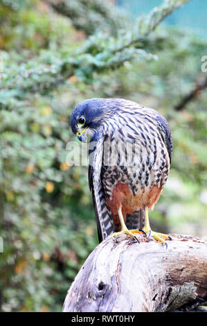 Um Neuseeland - Neuseeland Falcon, Kiwi Birdlife Park, Queenstown Stockfoto