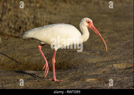 American White ibis (Eudocimus albus) auf Tigertail Beach, Marco Island, Florida, USA Stockfoto