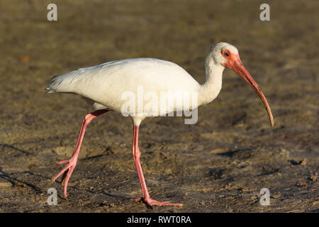 American White ibis (Eudocimus albus) auf Tigertail Beach, Marco Island, Florida, USA Stockfoto