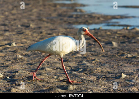 American White ibis (Eudocimus albus) auf Tigertail Beach, Marco Island, Florida, USA Stockfoto