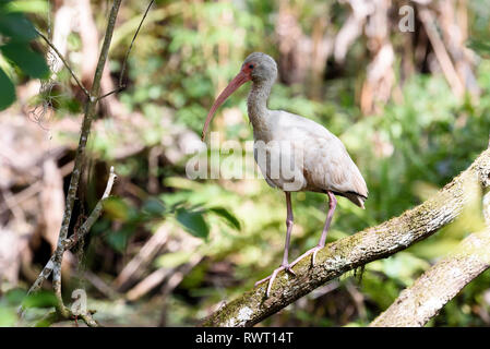 American White ibis (Eudocimus albus) auf einem Ast in Corkscrew Swamp Sanctuary, Florida, USA gehockt Stockfoto