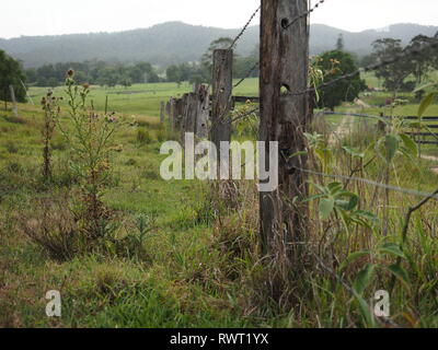Eine alte, Stacheldraht zaun auf einem üppigen, grünen Paddock auf der Farm in Australien. Stockfoto