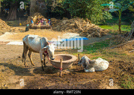 RAJMAHAL, Bihar, INDIEN, zwei Kühe auf einem Napf, während im Hintergrund eine Familie Dreschen von Reis mit einer speziellen mechanischen Trommel- Stockfoto