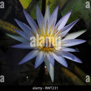 Honey Bee Fütterung auf Lotus Flower. Ein lila Lotus Flower bietet eine Mahlzeit für eine bestäubung Biene. Seerose Blüte Feeds eine Biene. Stockfoto