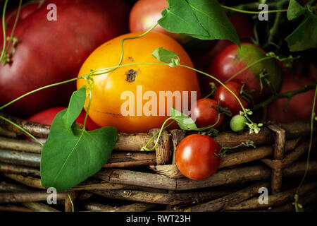 Frische Bio Tomaten in alten Weidenkorb auf einem dunklen Hintergrund. Close-up Stockfoto