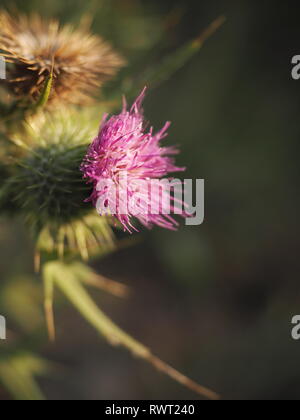 Lila Distel Blume in der Wildnis von Australien. Schöne dornige, stachelige Distel blühen auf den Busch. Stockfoto