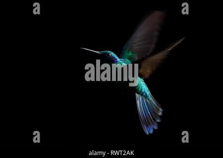 Hummingbird, funkelnden coruscans violetear (Colibri) im Flug. Low-key Vogel portrait. Im Flug Vogel. Wenig Licht. Schweben, schwarzer Hintergrund, Kolumbien Stockfoto