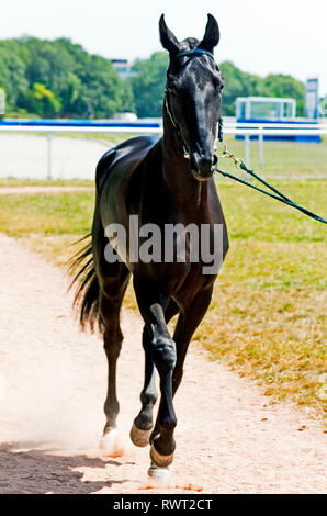 Portrait von ACHALTEKKINER-teke Pferd auf racecorse. Stockfoto