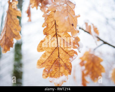 Eine gefrorene Eichenblatt mit Schnee auf den Spitzen hängen von einer Niederlassung in einem Wald Stockfoto