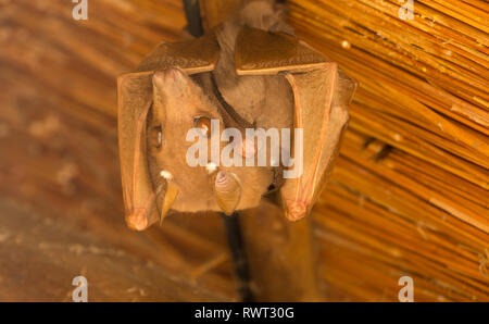 Obst bat hängen unter einem Dach tagsüber, Südafrika Stockfoto