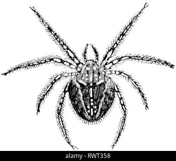 Holz graviert Illustration, von der "Schatzkammer der Natur" von Samuel Maunder, veröffentlicht 1848 Stockfoto