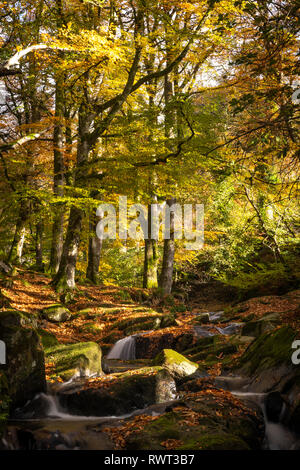 Die Shankhill River fließt durch Cloghleagh Glen, Co Wicklow, Irland Stockfoto