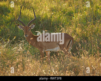 Hintergrundbeleuchtung reife männliche Impala (Aepyceros melampus) mit beeindruckenden Hörner in satten Wiesen der ostafrikanischen Savanne in Nairobi National Park Kenia, Afrika Stockfoto