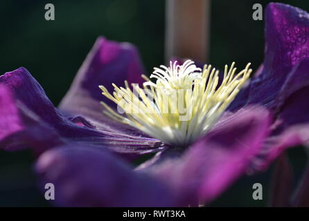 Schöne Clematis Blumen Stockfoto