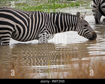 Gemusterte Streifen der Ebenen Zebras oder Burchell's Zebra (Equus quagga) Alkoholkonsum am Wasserloch in der ostafrikanischen Savanne in Nairobi National Park, Kenia, Stockfoto