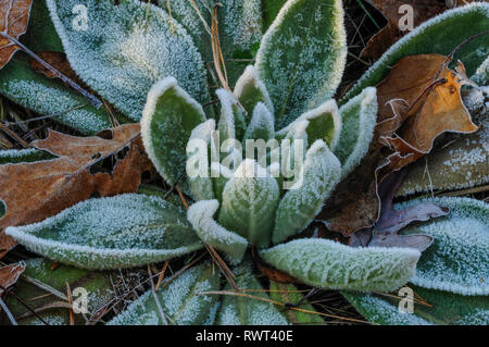 Frosted Blätter der gemeinsamen Königskerze, Molène thapsus, im Herbst auf der Wilton Park und in Wilton, New York, USA bewahren Stockfoto