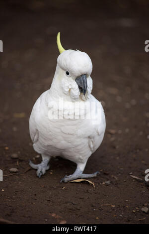 Weißen Schwefel-Crested cockatoo portrait Nahaufnahme Stockfoto