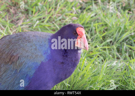 Takahe, seltene Neuseeland indigene Land flugunfähigen Vogel Stockfoto