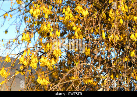 Reichlich hell gelb Der kowhai Blume mit Samenkapseln auf Bush in voller Blüte Stockfoto