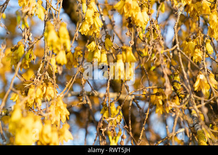 Reichlich hell gelb Der kowhai Blume auf Bush in voller Blüte mit bumble bee Stockfoto