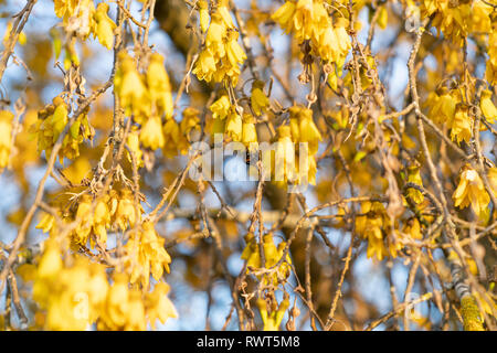 Reichlich hell gelb Der kowhai Blume auf Bush in voller Blüte mit bumble bee Stockfoto