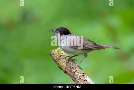 Männliche eurasischen Mönchsgrasmücke posiert auf einen alten Stamm Stockfoto