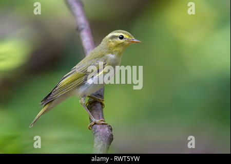 Wood warbler vertikaler Körperhaltung auf kleine Zweigstelle Stockfoto