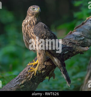 Junge Northern goshawk Für volle Ansicht gehockt Stockfoto