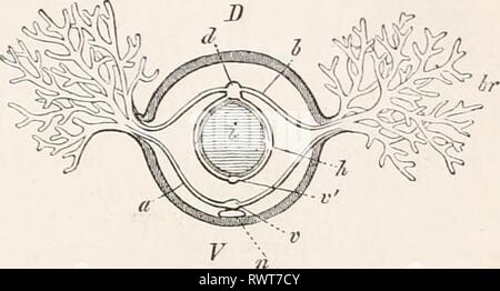 Elemente der vergleichenden Anatomie (1878) Elemente der vergleichenden Anatomie elementsofcompar 00 gege Jahr: 1878 GEFÄSSSYSTEM von VERMES. 1 G 9 Abb. 7 S. Schematischer Querschnitt durch das Behindern die Hälfte des Körpers von Arenicola, die Anordnung der Schiffe zu zeigen. D Dorsale; V Bauchseite. n Ventralen medulla. Ich enterischen Hohlraum, br Branchiae, v Ventrale Gefäße Stamm. ab Branchial Schiffe, d Dorsalen vaskuläre Stamm. /) Filiale in der Umgebung des enterischen Canal, v' Viszeralen ventralen Schiff. Blutgefäßsystem in verschiedenen Teilen des Körpers, und es ist nur in einigen, die im Schlamm von frischem Wasser leben, Stockfoto