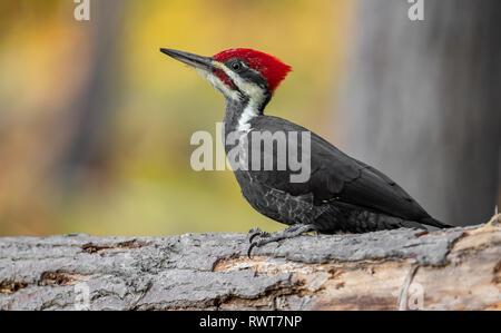 Pileated Woodpecker Stockfoto