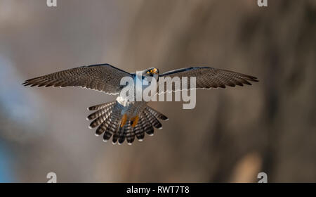 Peregrine Falcon Stockfoto