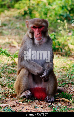 Männliche Affe, Macaca mulatta-Sp, Hyderabad, Telangana, Indien. Stockfoto