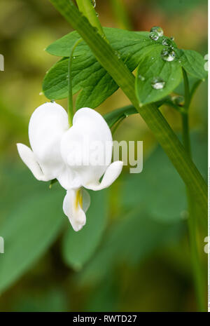 Botanik, Blüte von schönfärberei Bewässerung hören, Vorsicht! Für Greetingcard-Use/Postcard-Use in deutschsprachigen Ländern gibt es einige Einschränkungen Stockfoto