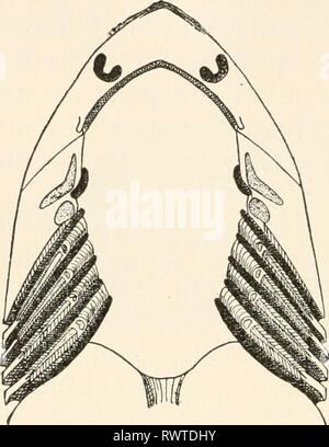 Elemente für Vergleichende Zoologie (1904) Elemente für Vergleichende Zoologie elementsofcompar 1904 König Jahr: 1904 308 Systematische Zoologie. in der septen zwischen den Gill - Schlitze sind die gill-Bögen oder Knorpel (s. 294); und von der Septen wachsen dort heraus, in dem die Larven Amphibien, fleischigen Fransen, die äußere Kiemen. Stockfoto