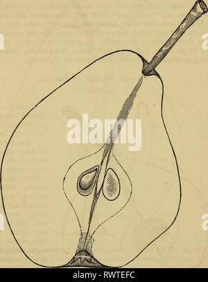 Elliott's Obst Buch; (1854) Elliott's Obst Buch; elliottsfruitboo 01 elli Jahr: 1854 WOKTHY allgemeine Bodenbearbeitung. 325 Glout Morceau. Goulu Morceau, Gloux Morceau, Beurre d'Hardenpont, Hardenpont d'Hiver, Colmar d'Hiver, Beurre d'Hiver Nouvelle, Linden d'Automne, Roi de Württemberg - und fünf weitere Deutsche. Beurre d'Aremberg, der Französischen. Diese Sorte ist wie unter den köstlichen flämischen Birnen betrachtet. Die Darstellung von seinen Namen gezuckert oder honeyed Pear ist nur Ausdruck seiner Qualität, und ebenso viele mehr; und da diese keinen Anspruch auf den Titel "par excellence", sehen wir nicht, aber Stockfoto