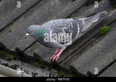 Wilde Taube auf der Suche nach Essen in städtischen Haus Garten. Stockfoto