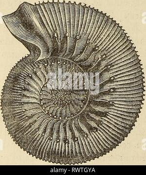 Elemente der Geologie oder die Elemente der Geologie, oder, Die alten Änderungen der Erde und seiner Bewohner als durch geologische Denkmäler elementsofgeolog 00 lyel Jahr dargestellt: 1868 Abb. 431. Stockfoto