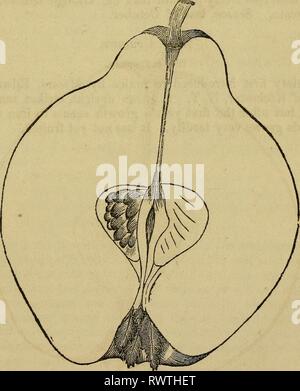 Elliott's Obst Buch; (1854) Elliott's Obst Buch; elliottsfruitboo 01 elli Jahr: 1854 die Quitte. 435 orange als seine Form entspricht die allgemeine Form der Äpfel, daher bevorzugen wir den Namen Orange an Apple - geprägt. Es ist nicht selten zu finden es aus Samen gezogen, und die Sämlinge verkauft als die Orange Quitte, wenn in Wahrheit, wie viele der Sämlinge sind wahrscheinlich zu produzieren ^ birnenförmig oder sogar weit weniger Obst, wie die Pflanzen von einem guten Birne oder gute Apple, wenn der Elternteil war von sich angebaut. Häufig ist es vor der Reife, die nicht erst von der Mitte bis letzten Oktober gesammelt. Wenn gathe Stockfoto