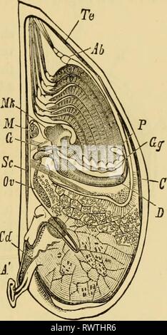 Elementare Lehrbuch der Zoologie, allgemein Stockfoto