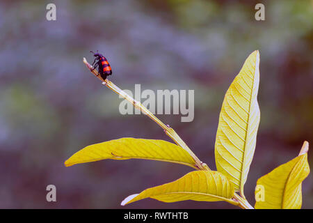 Ein roter und schwarzer Käfer auf einem Guava Obstbaumbaum. Stockfoto