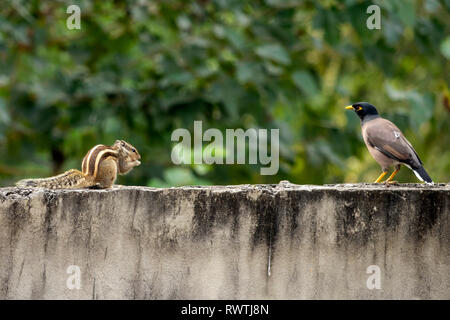 Ein nordindischer Palmenhörnchen und Myna essen und spielen auf meinem Hausdach. Nördliche Palmenhörnchen sind fünf gestreifte Palmenhörnchen. Stockfoto