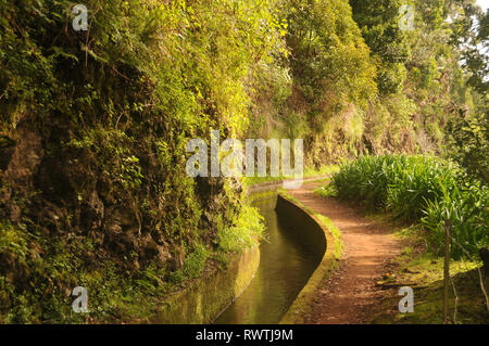 Um Madeira Levadas auf Madeira Stockfoto