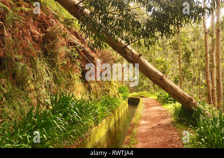 Um Madeira Levadas auf Madeira Stockfoto