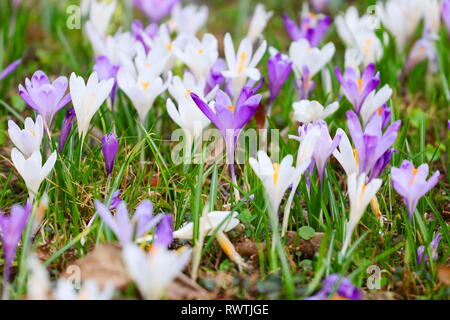 Crocus Blumen auf der Wiese im Frühjahr Stockfoto