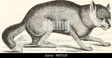 Encyclopédie d'histoire naturelle; ou EncyclopÃ©sterben, "Traité d'Histoire Naturelle, OE, TraitÃ© complet de cette Wissenschaft d'Après-ski les Travaux des naturalistes les plus Ã © minents de tous les pays et de toutes les Ã©poques: Buffon, Daubenton, LacÃ © pÃ¨de, G.Cuvier, F. Cuvier, Geoffroy Saint-Hilaire, Latreille, De Jussieu, Brongniart, etc. etc. encyclopdiedhi 02 chen Jahr: [1850?-1861?] 88 Histoire Naturelle. plus courageux, et ne craint pas d'attaquer des animaux d'une certaine grosseur. Auf versichern que Lorsqu'il peut s'approchre d'un troupeau, il a la hardiesse d'enlever, malgrÃ © les Cris de Berger Stockfoto