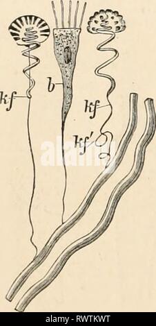 Elementares Lehrbuch der Zoologie (1884) Stockfoto