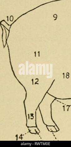 Elementare Landwirtschaft (1917) Elementare Landwirtschaft elementaryagricu 01 nida Jahr: 1917 SM ^ NE (Kapitel 5) 15 16 19 20 Stockfoto