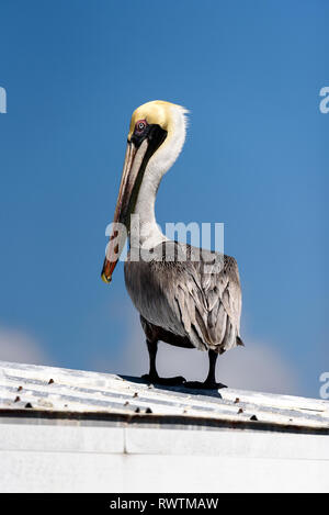 Braunpelikan (Pelecanus occidentalis) auf dem Dach thront, Rose Marina, Marco Island, Florida, USA Stockfoto